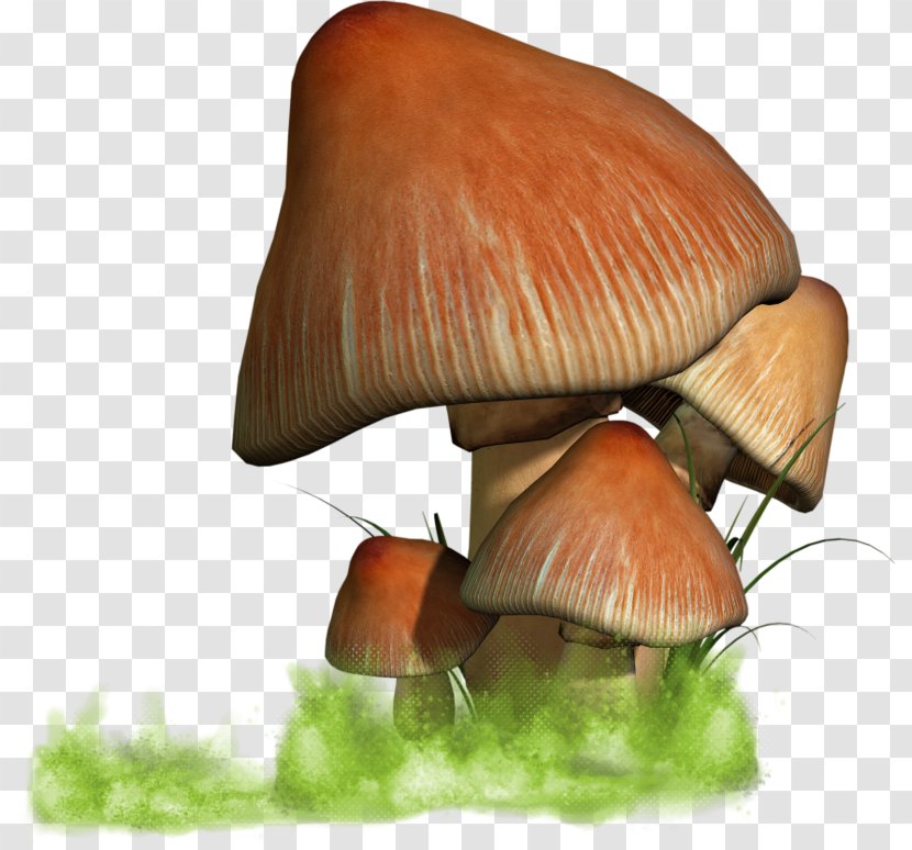 Oyster Mushroom - Ingredient - Champignon Transparent PNG