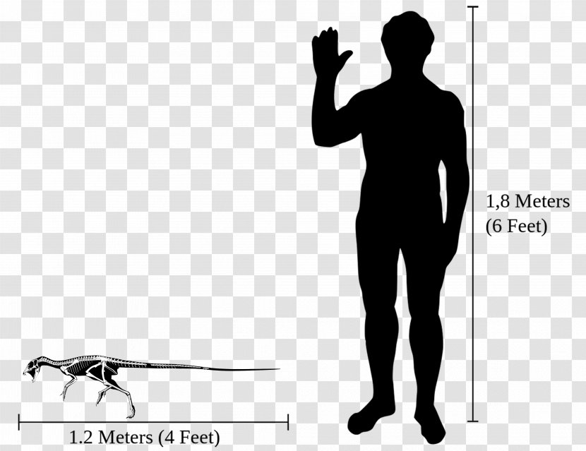 Eoraptor Lunensis Heterodontosaurus Siberian Tiger Staurikosaurus Microraptor - Human Body Transparent PNG