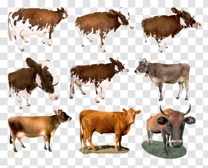 Dairy Cattle Taurine Calf Ox Pasture - Sad Cow Transparent PNG