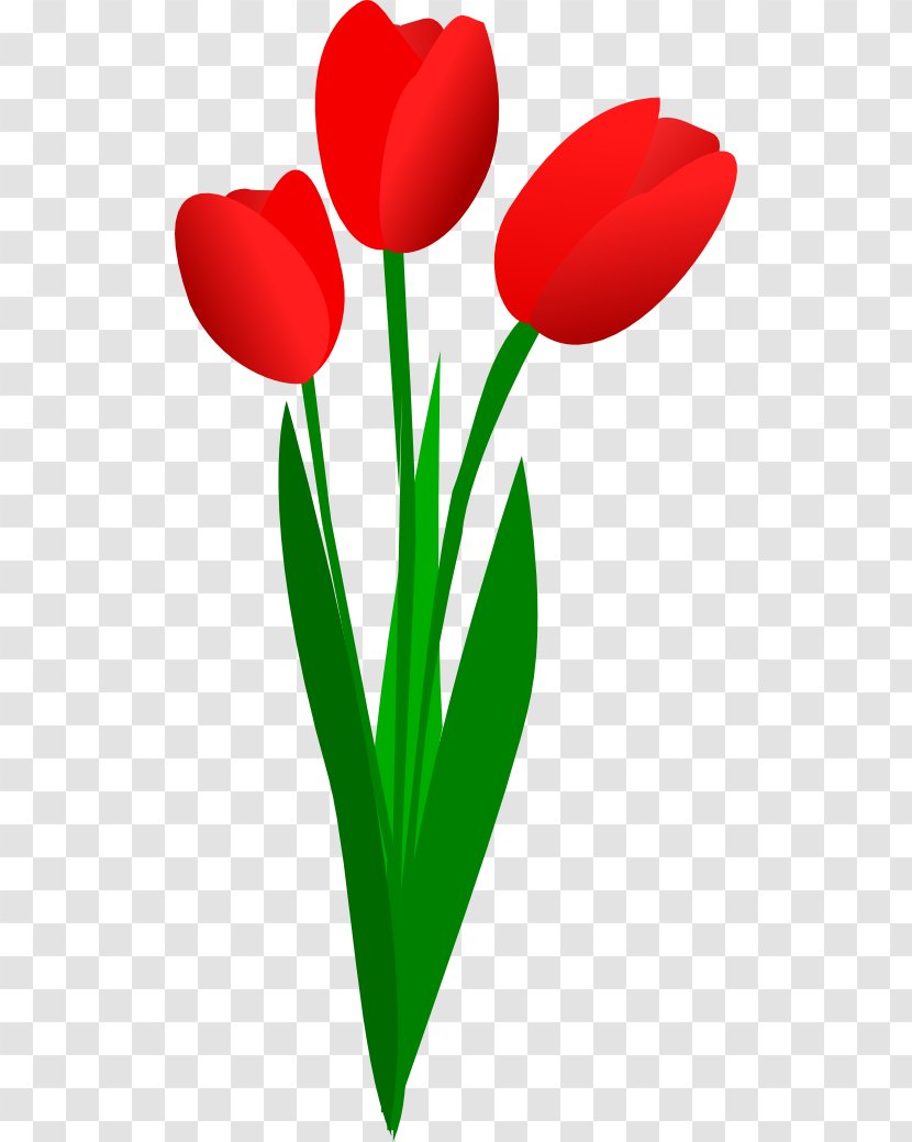 Tulip Flower Clip Art - Lily Family - Tulips Image Transparent PNG