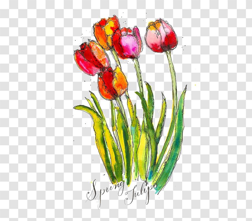 Tulip Watercolour Flowers Watercolor Painting - Flower - Rose Transparent PNG