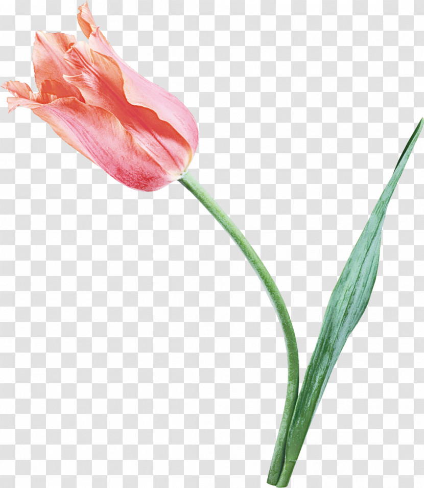 Flower Tulip Plant Pink Pedicel Transparent PNG