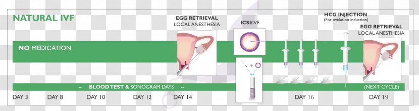 In Vitro Fertilisation Natural Cycle Fertilization Embryo Surrogacy - Childbirth - Motherhood Transparent PNG