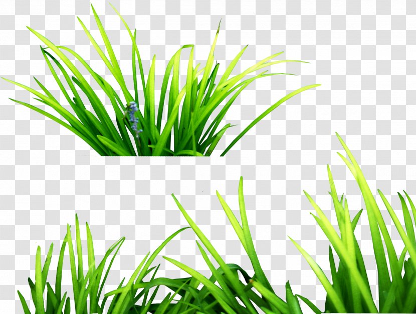 Grasses Clip Art - Image Editing - Grass Image, Green Picture Transparent PNG