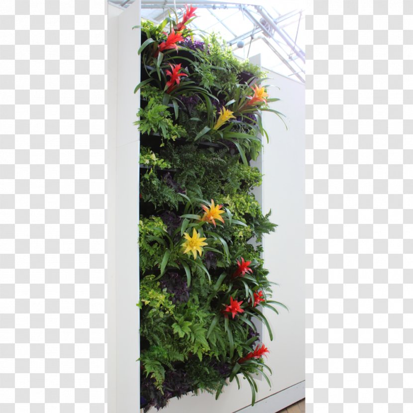 Plant Flora Green Wall Flower Office - Evergreen Transparent PNG