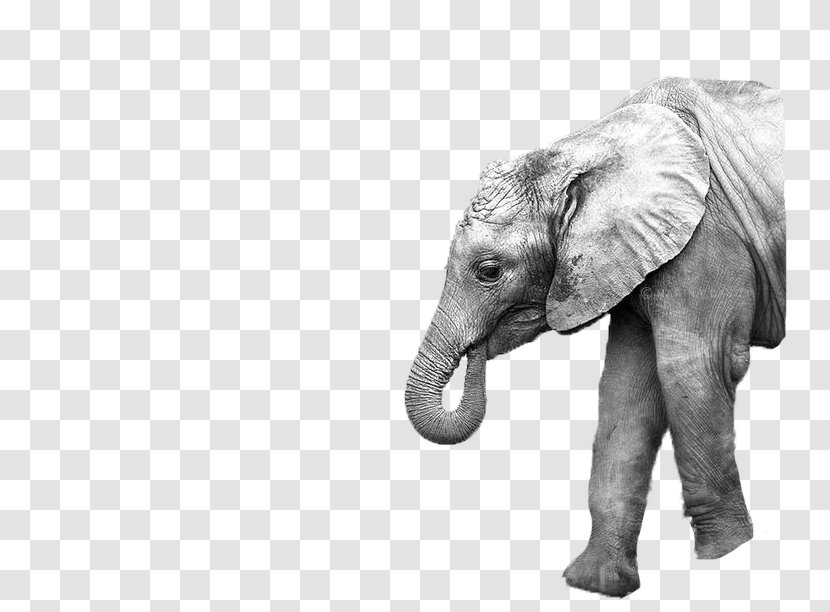 Asian Elephant Mother Image Photography - Black And White Transparent PNG