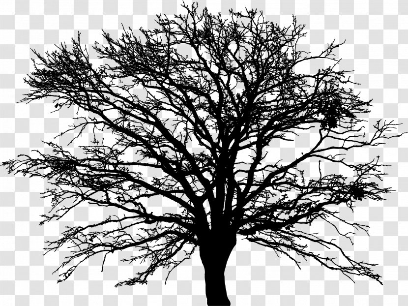 Drawing Desktop Wallpaper Clip Art - Sky - Winter Tree Transparent PNG