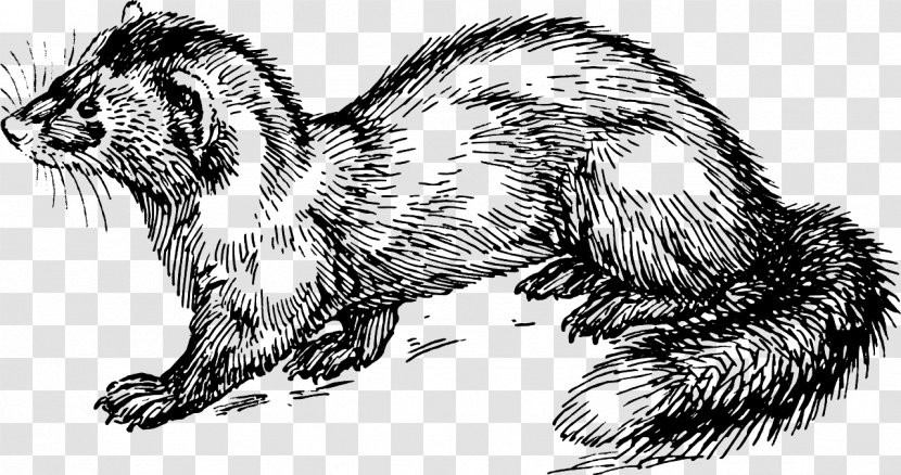 Marten Ferret Clip Art - Carnivoran Transparent PNG