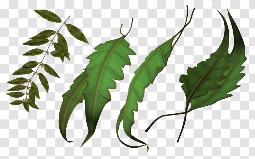 Leaf Plant Stem Map Clip Art Transparent PNG