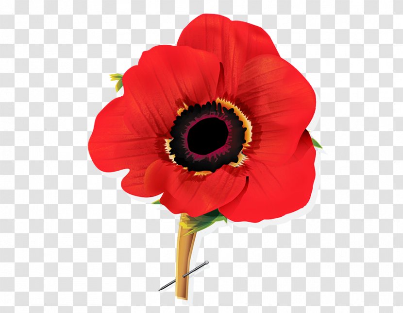 Remembrance Poppy Save The Cat! Last Book On Screenwriting You'll Ever Need Flower - Saint Croix Cove - Illustration Transparent PNG