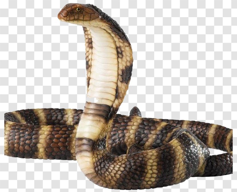 Rattlesnake Cobra - Hognose Snake Transparent PNG