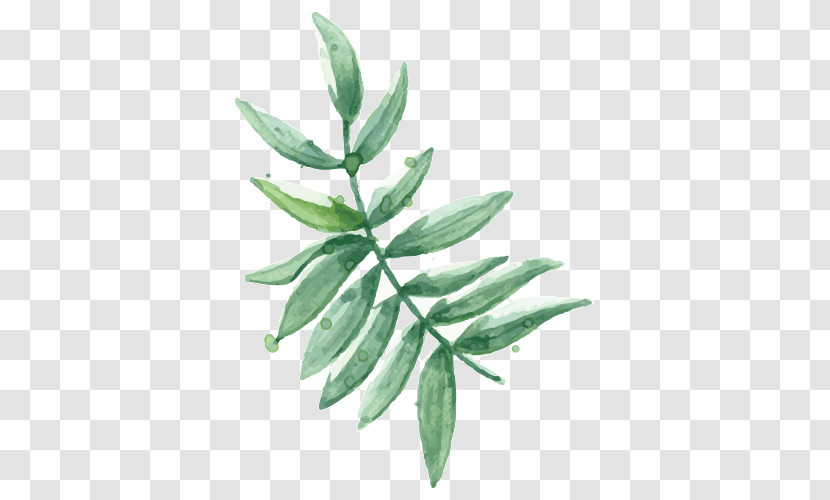 Leaf Plant Flower Tree Branch Transparent PNG