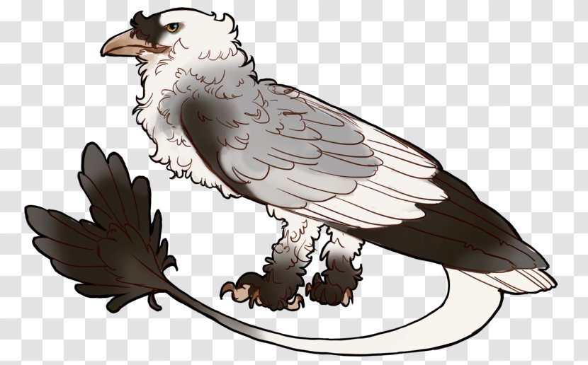Eagle Fauna Hawk Beak Transparent PNG