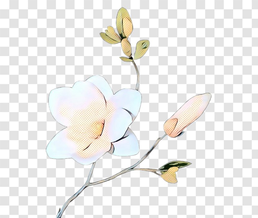 Magnolia Market Cut Flowers Plant Stem Moth Orchids - Pedicel - Family Transparent PNG