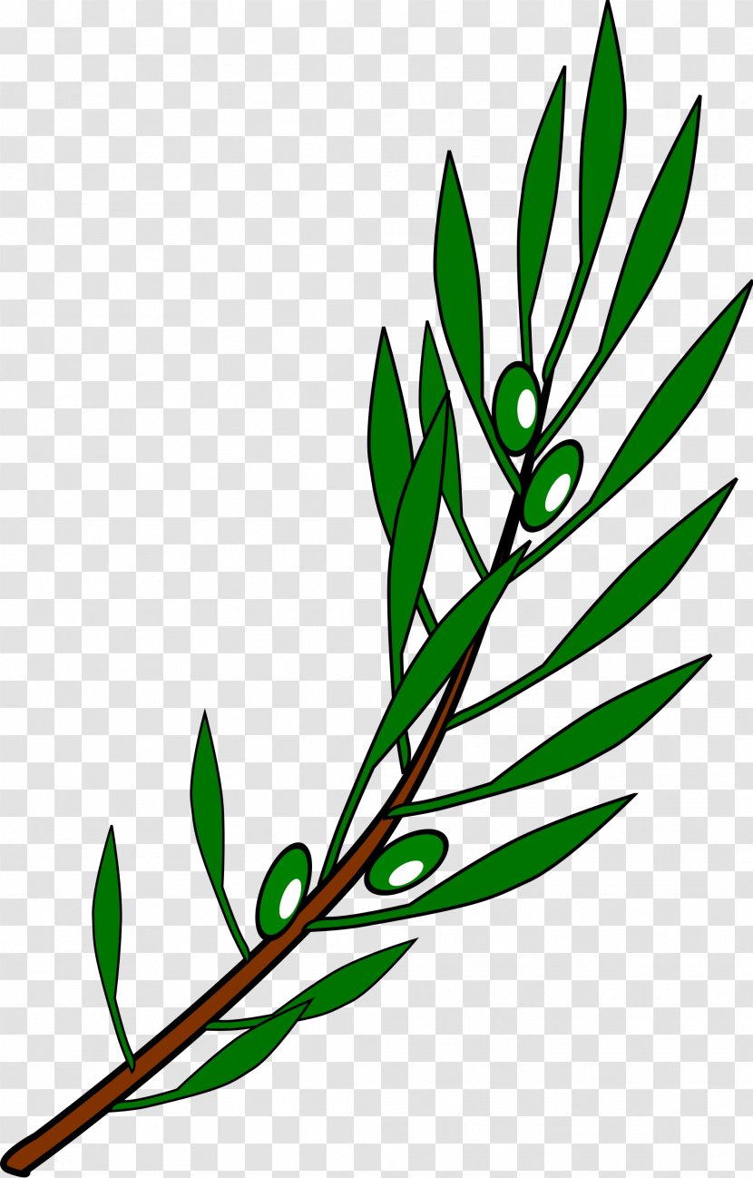 Olive Branch Mediterranean Cuisine Clip Art - Plant Stem - Photo Of Transparent PNG