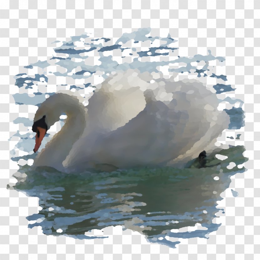 Cygnini Duck Water Beak Seabird - Swan Transparent PNG