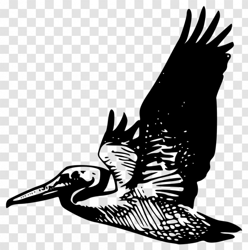 Pelican Clip Art - Eagle Transparent PNG