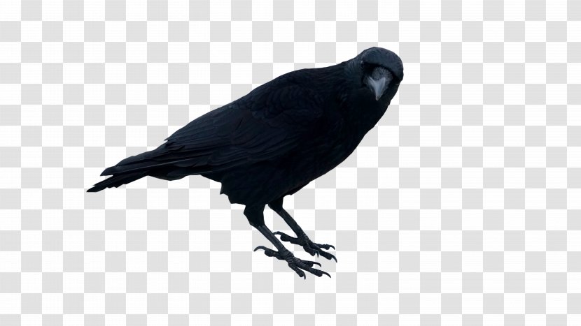 Image Crow Rook Photograph - Resolution Transparent PNG