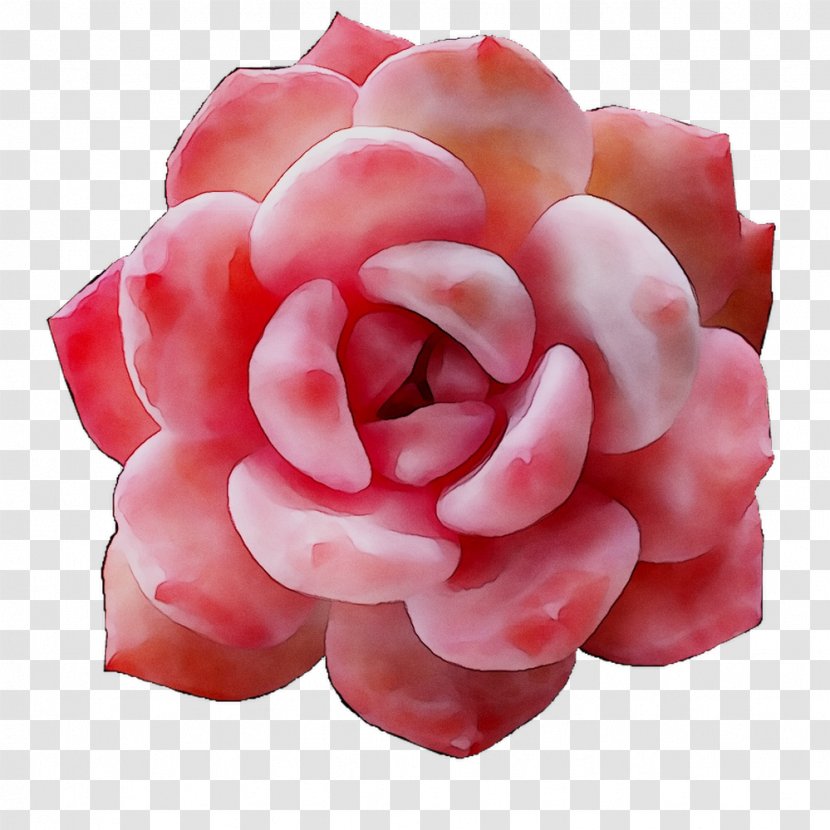 Garden Roses - Hybrid Tea Rose - Cut Flowers Transparent PNG