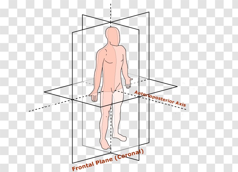 Finger Anatomical Terms Of Motion Hip Anatomy Coronal Plane - Silhouette Transparent PNG