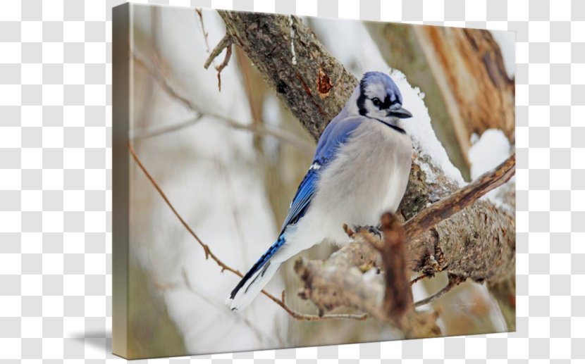 Winter Fauna Snow Ceramic Beak - Perching Bird Transparent PNG