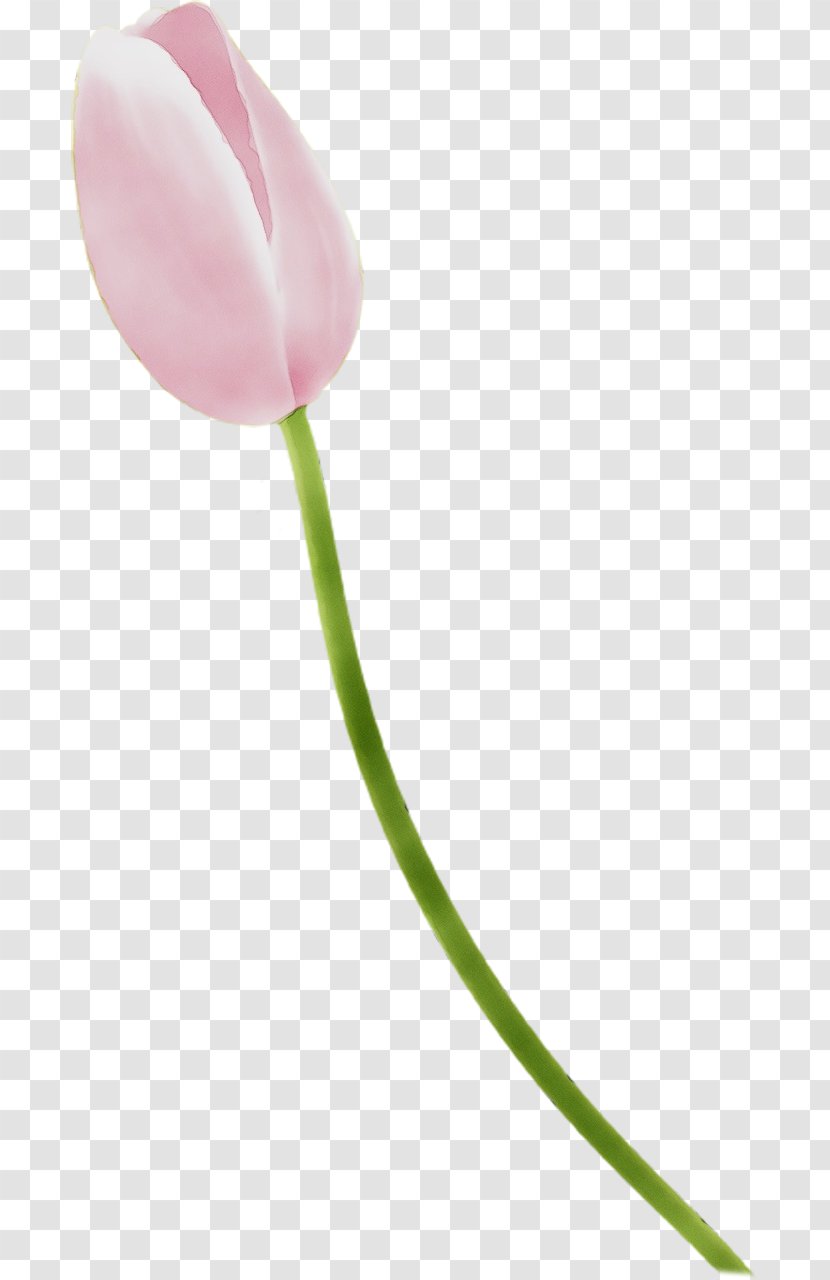 Tulip Pink Flower Pedicel Plant - Bud - Lily Family Transparent PNG