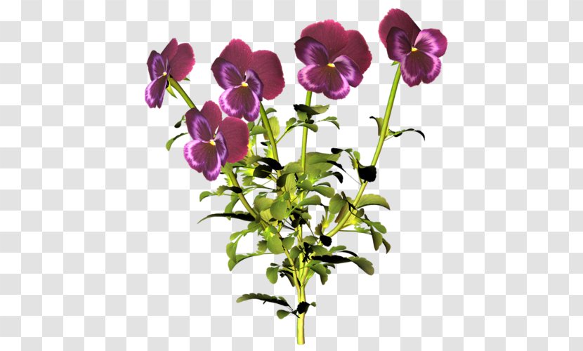 Pansy Wildflower Cut Flowers Information - Viola - Flower Transparent PNG