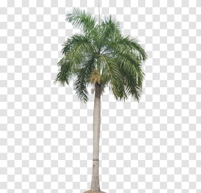Roystonea Regia Arecaceae Tree Queen Palm - Elaeis Transparent PNG