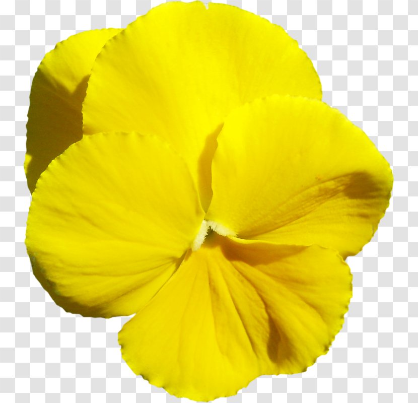 Three-letter Acronym Flower Petal Yellow Transparent PNG