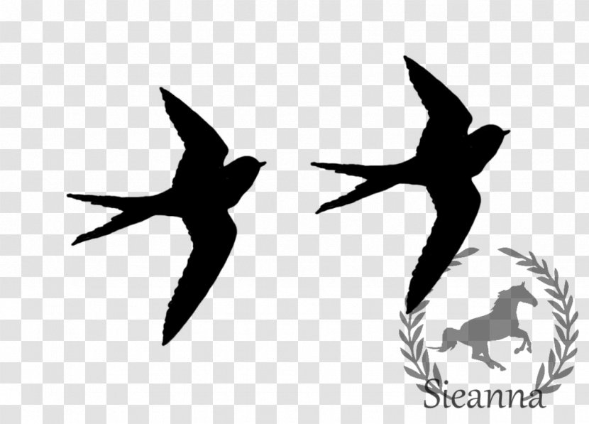 Common Blackbird Drawing Art Clip - Ducks Geese And Swans - Bird Transparent PNG
