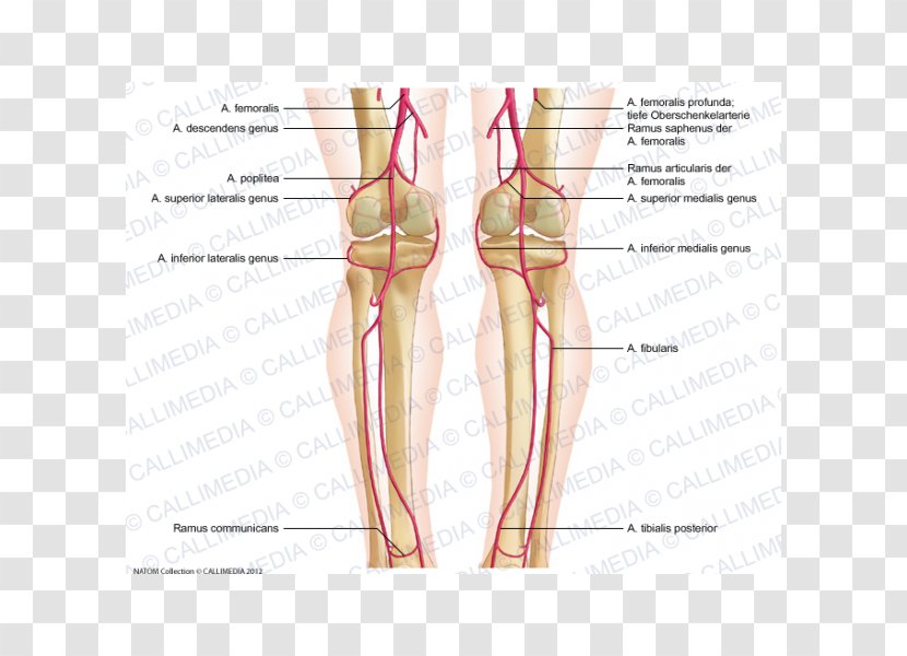 Thumb Knee Femoral Artery Popliteal Crus - Flower - Watercolor Transparent PNG