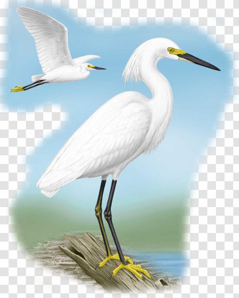 Chinese Background - Egret - Pelecaniformes Seabird Transparent PNG