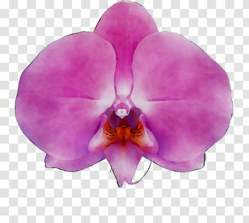 Moth Orchids Production Diens Flowering Plant - Purple - Of The Philippines Transparent PNG