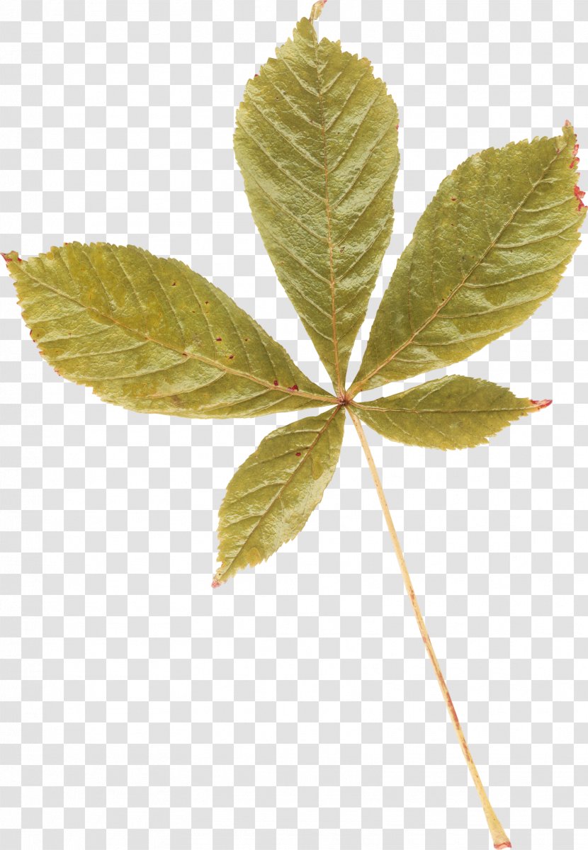 Leaf Photography Clip Art Transparent PNG