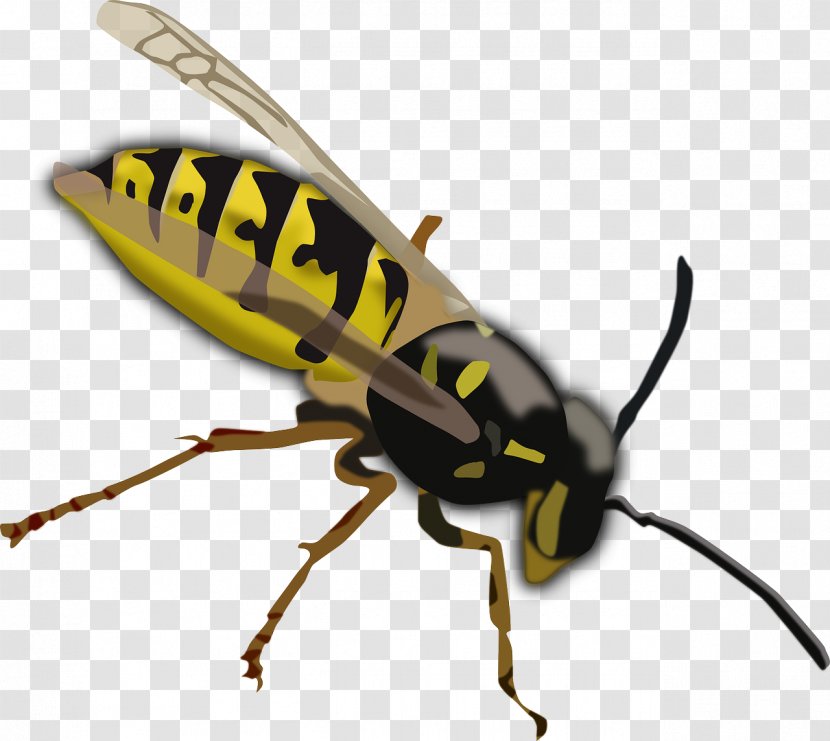 Hornet Wasp Bee Clip Art - Wing - Industrious Bees Transparent PNG