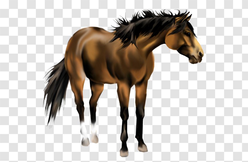 American Paint Horse Mustang Quarter Mane Pony - Bit - Pleasure Cliparts Transparent PNG