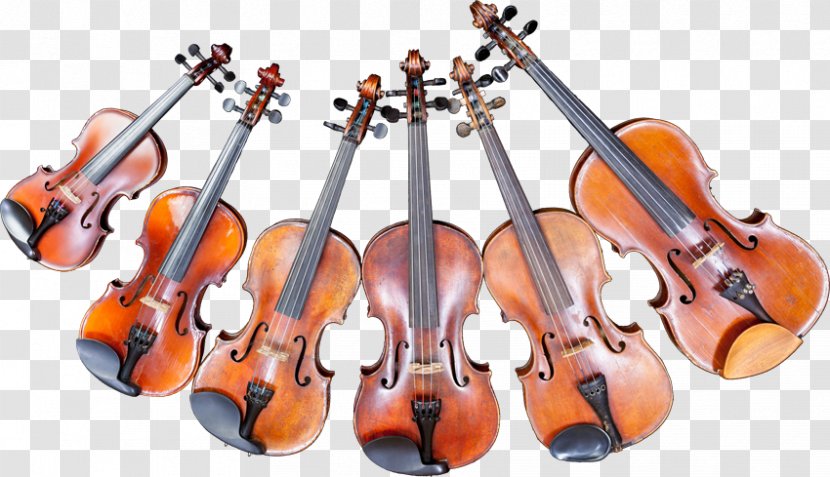 Bass Violin Viola Double - Tree Transparent PNG