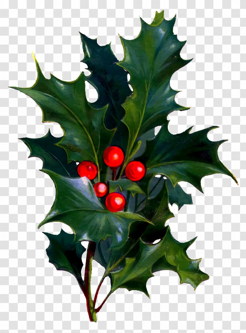 Christmas Holly Ilex - Hollyleaf Cherry - Tree Transparent PNG