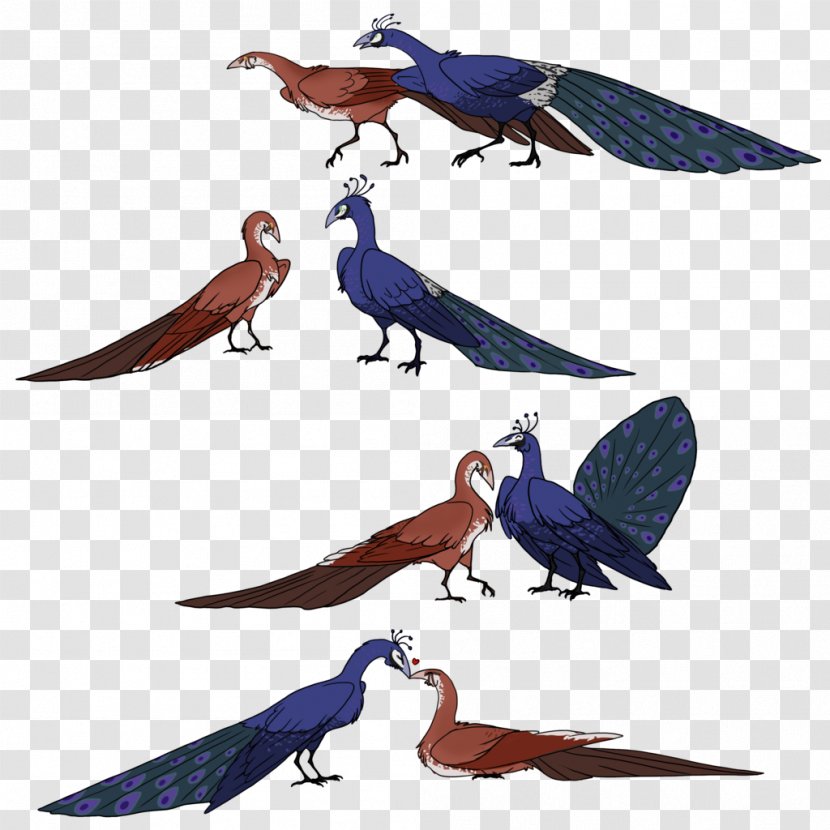 Bird Parrot Macaw Beak Feather - Peafowl Transparent PNG