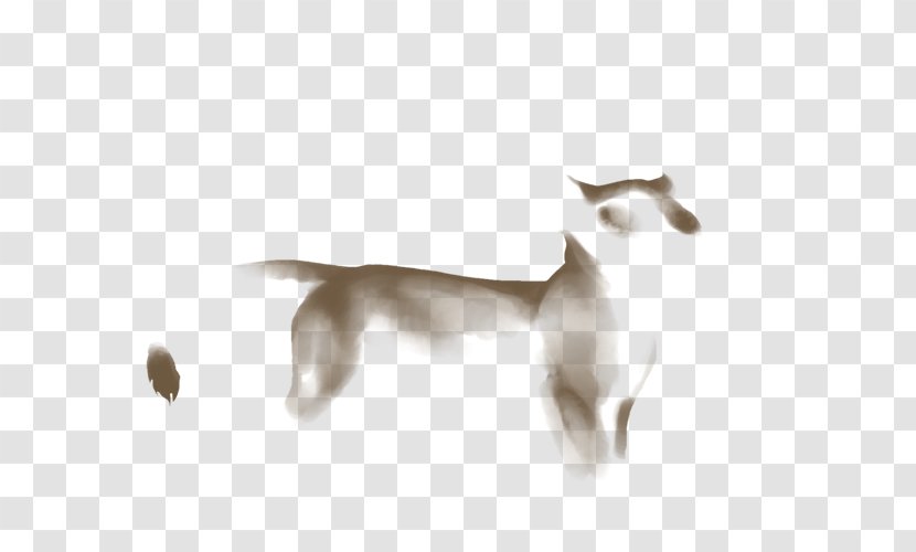Cat Canidae Dog Fauna Tail Transparent PNG