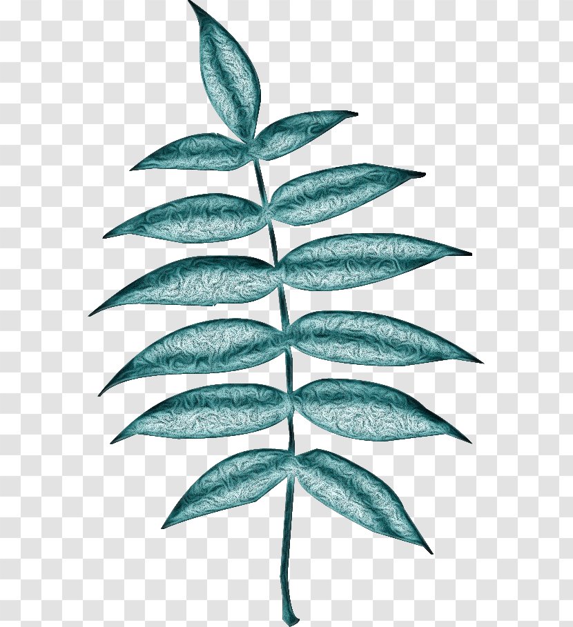 Leaf Plant Green Tree Flower - Vascular Terrestrial Transparent PNG