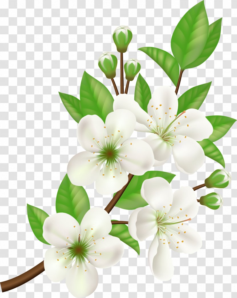Royalty-free Flower - White - Vector Hand Painted Flowers Transparent PNG