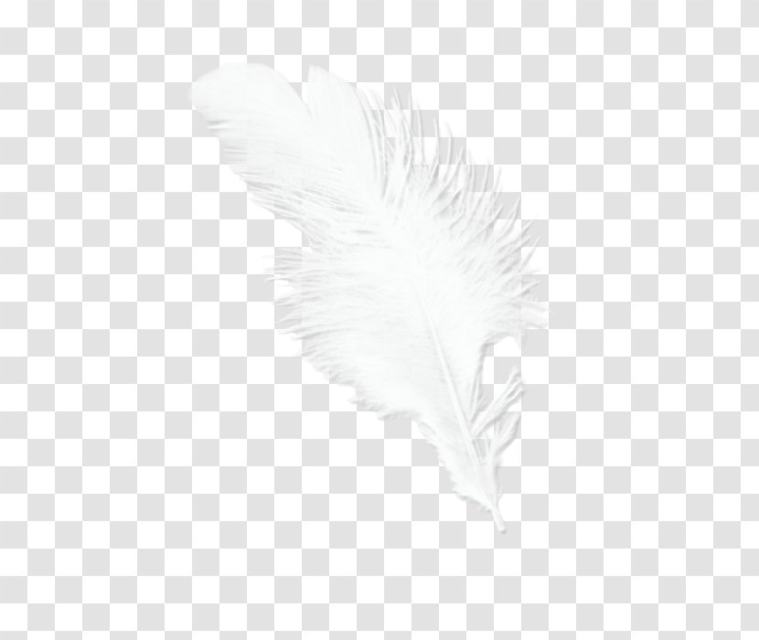 Feather White Beak Tail Transparent PNG