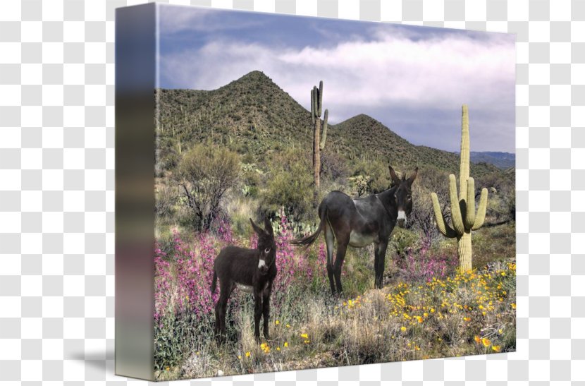 Horse Fauna Ecosystem Pack Animal National Park - Arizona Desert Transparent PNG