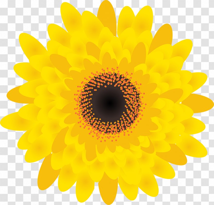Common Sunflower Seed Desktop Wallpaper - Sunflowers Transparent PNG