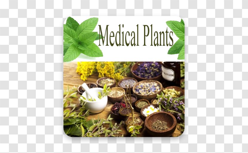 Medicine Medicinal Plants Alternative Health Services Herbalism Transparent PNG