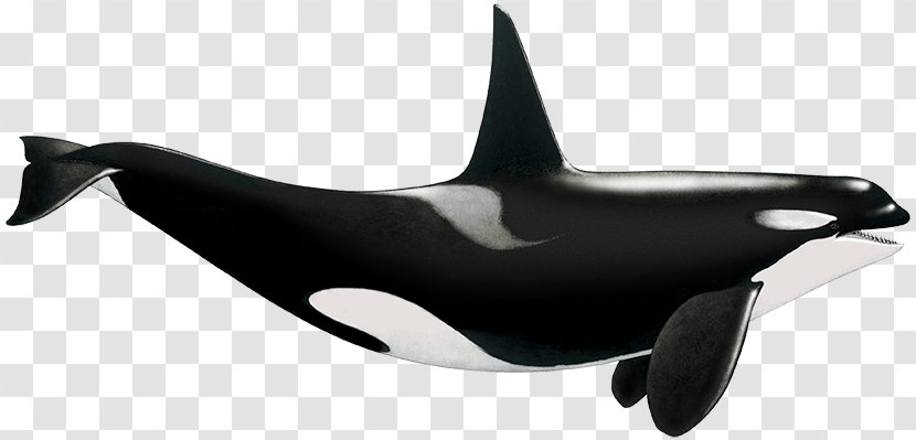 Killer Whale Tethys Research Institute Dolphin Science Transparent PNG