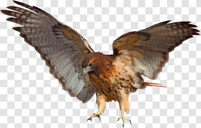 Red-tailed Hawk Bird Bald Eagle - Accipitriformes Transparent PNG