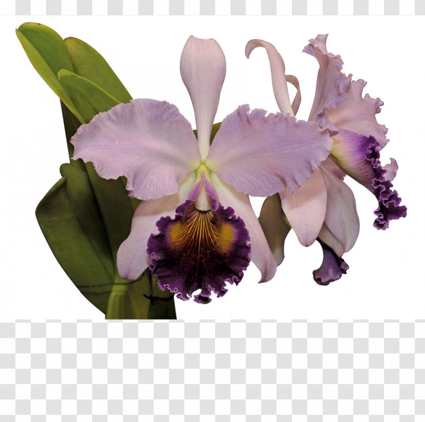 Cattleya Trianae Flower Moth Orchids Cooktown Orchid - Cattle Transparent PNG