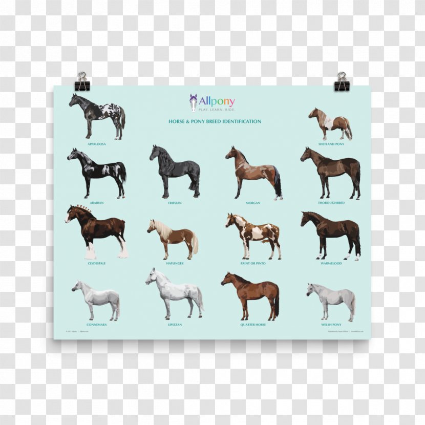 German Shepherd Horse & Pony Breeds Puppy Shetland - Poster Mockup Transparent PNG